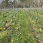BELLES RANGÉES DE CEPS