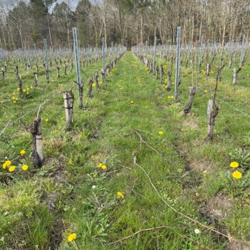 BELLES RANGÉES DE CEPS